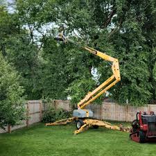 Best Fruit Tree Pruning  in Montalvin Manor, CA